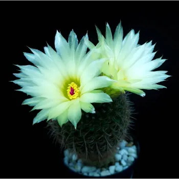 Natural Dahlia Plant